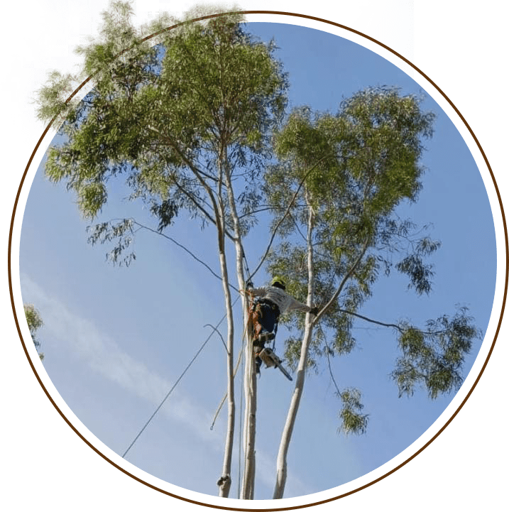 Expert Tree Service company Andy's Tree Service