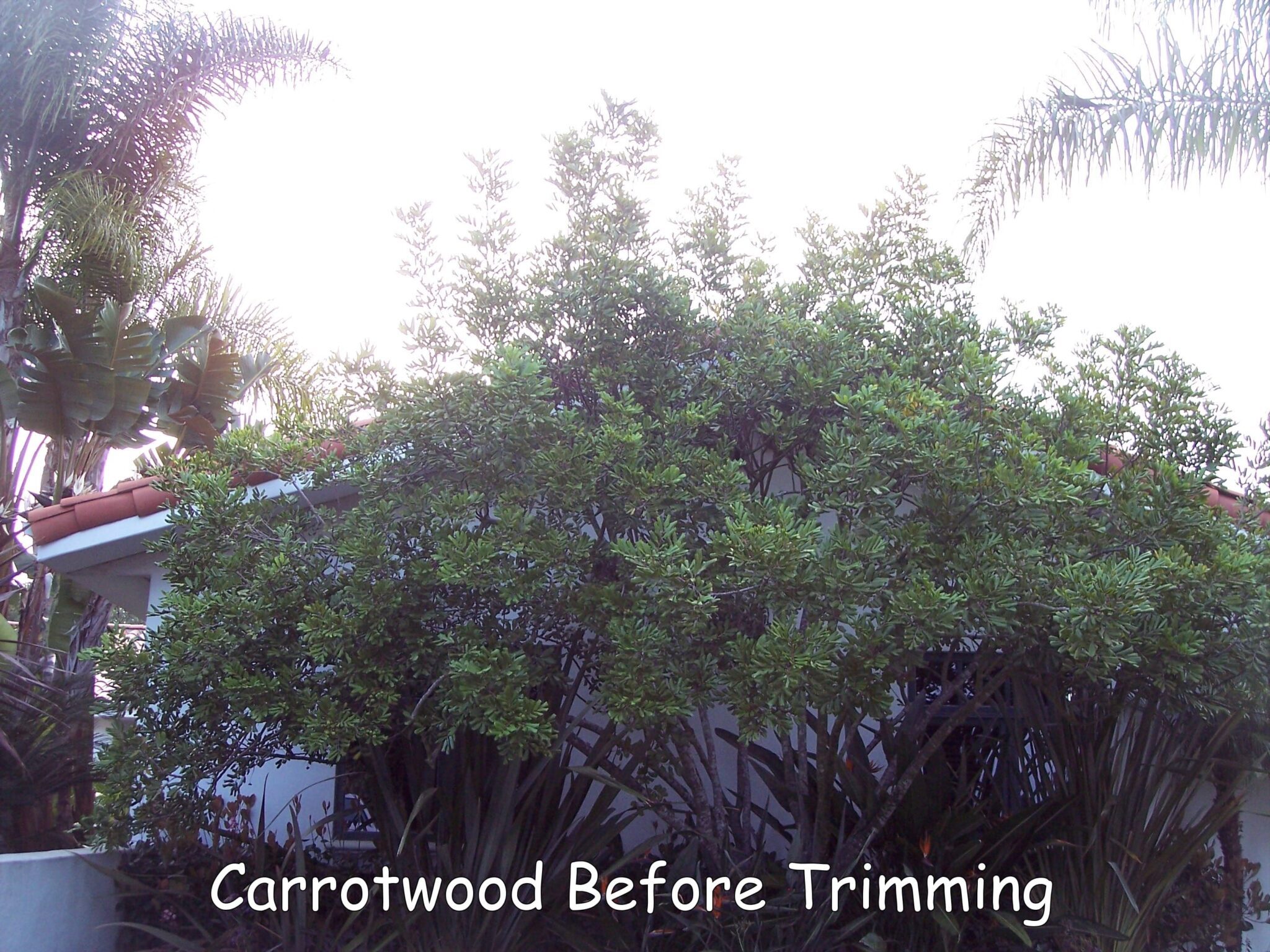 Carrotwood in Hidden Meadows before trimming by Andy's Tree Service