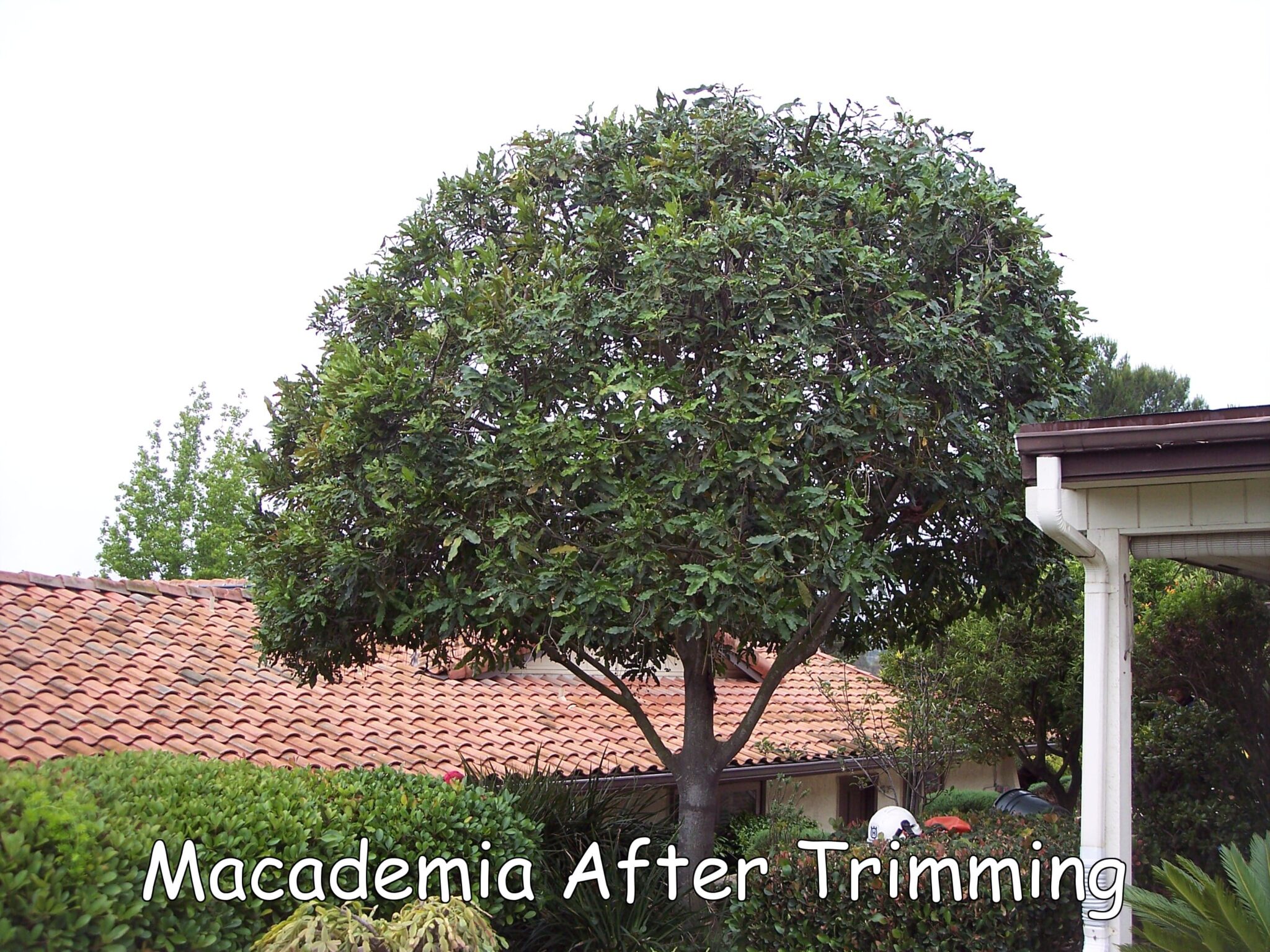 Macademia after trimming