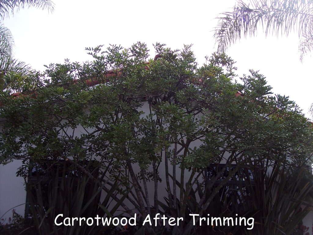 Carrotwood tree before trimming by Andy's Tree Service, in Hidden Meadows