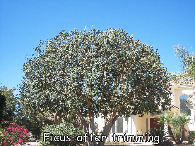 ficus after trimming