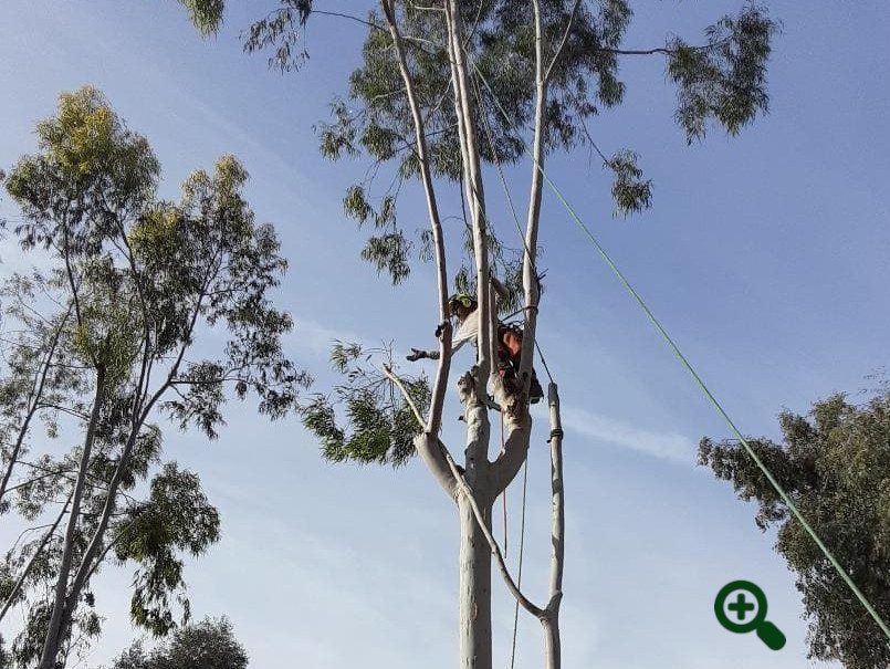 Tree Worker lowering branch with a rope