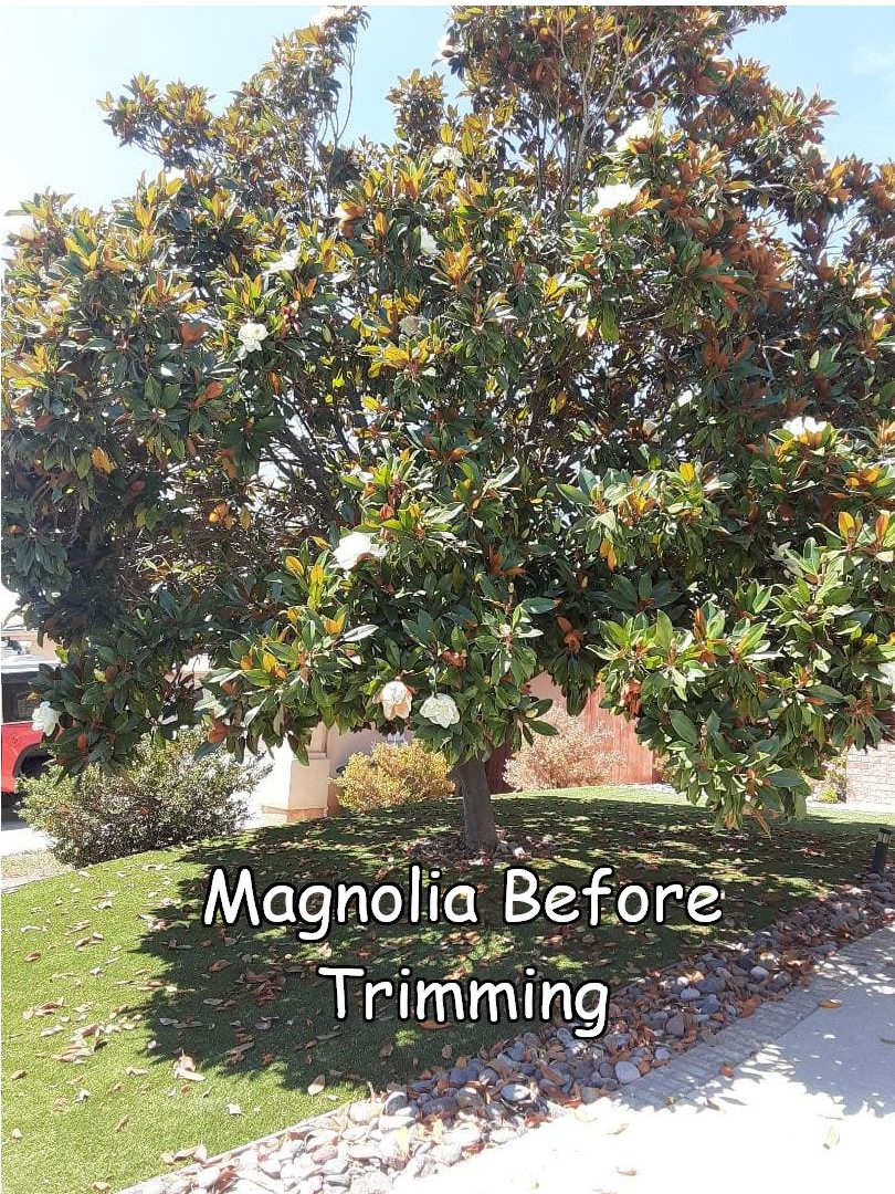 magnolia before trimming