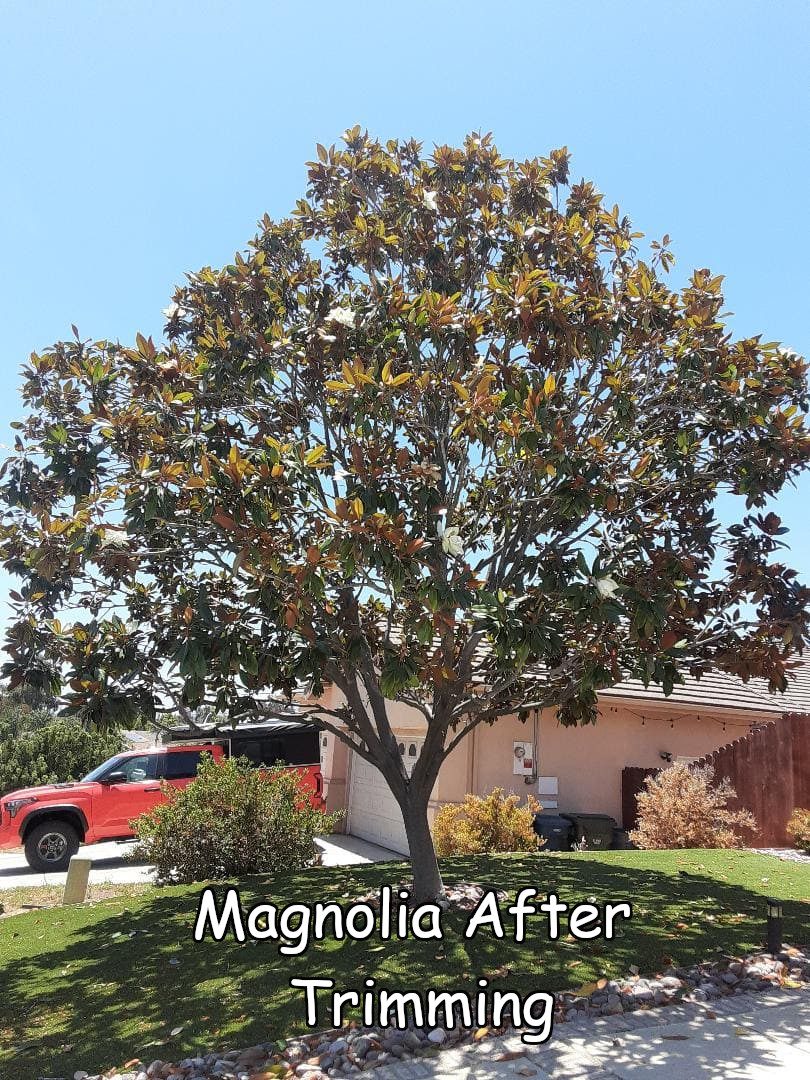 magnolia trimmed 3