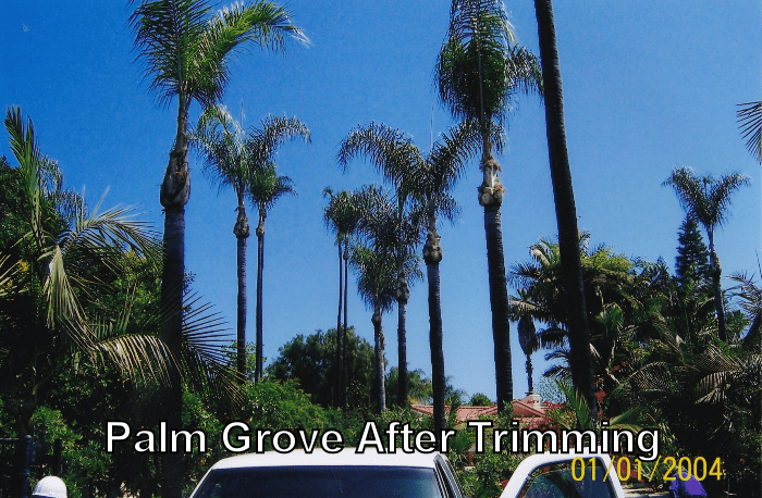 palm grove after
