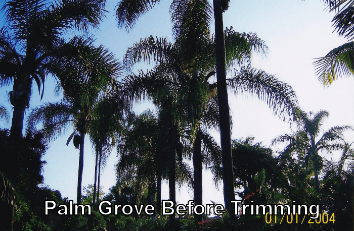 palm grove before