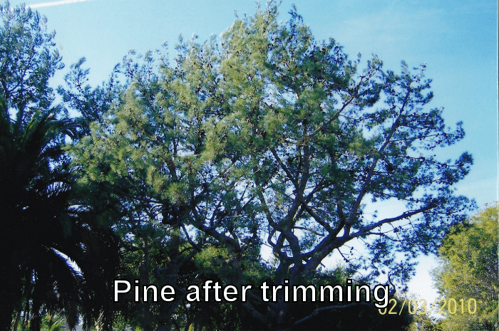 Pine Tree after trimming