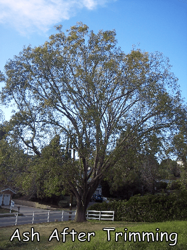 Ash tree after trimming