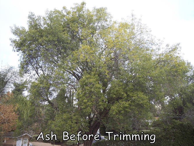 ash before