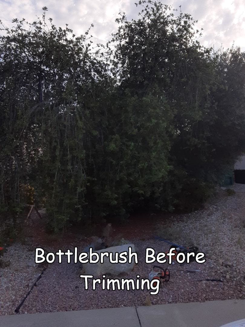 bottlebrush before thinnning 1 with captions
