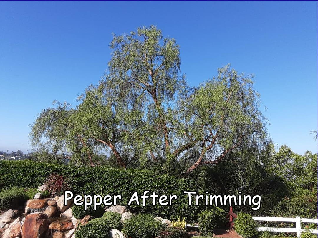 pepper after trim captioned