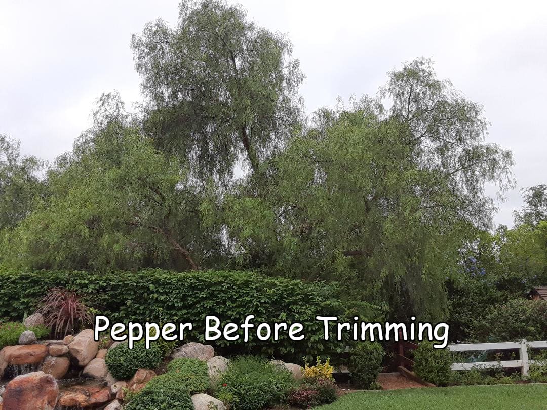 pepper before trim captioned