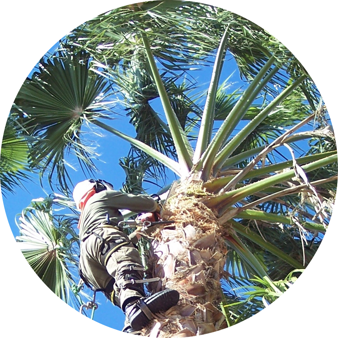 Owner of business Andy Batha trimming a palm tree