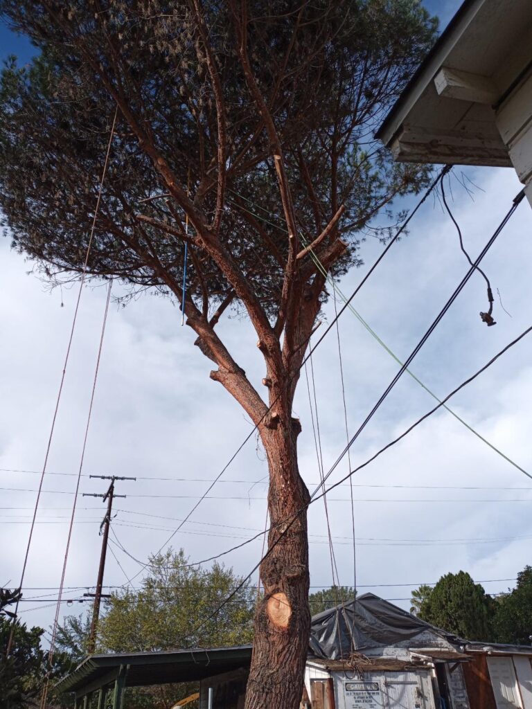 Pine Tree that is half removed