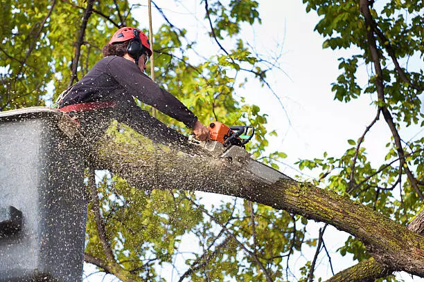 Savings in Every Branch: Cheap Tree Removal Options