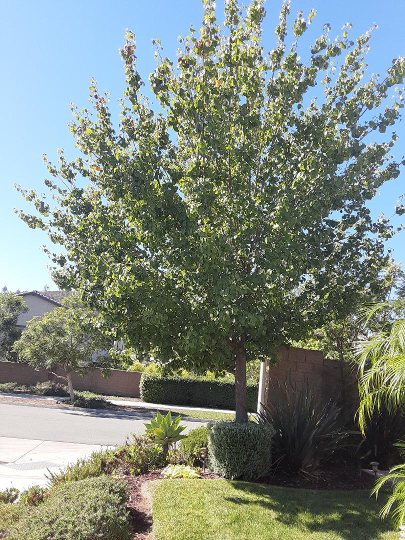 Finding A Great Tree Service Company... Is It Really Important? Andys