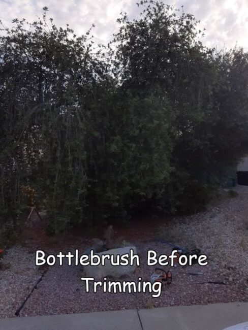 bottlebrush before thinnning 1 with captions 700 px