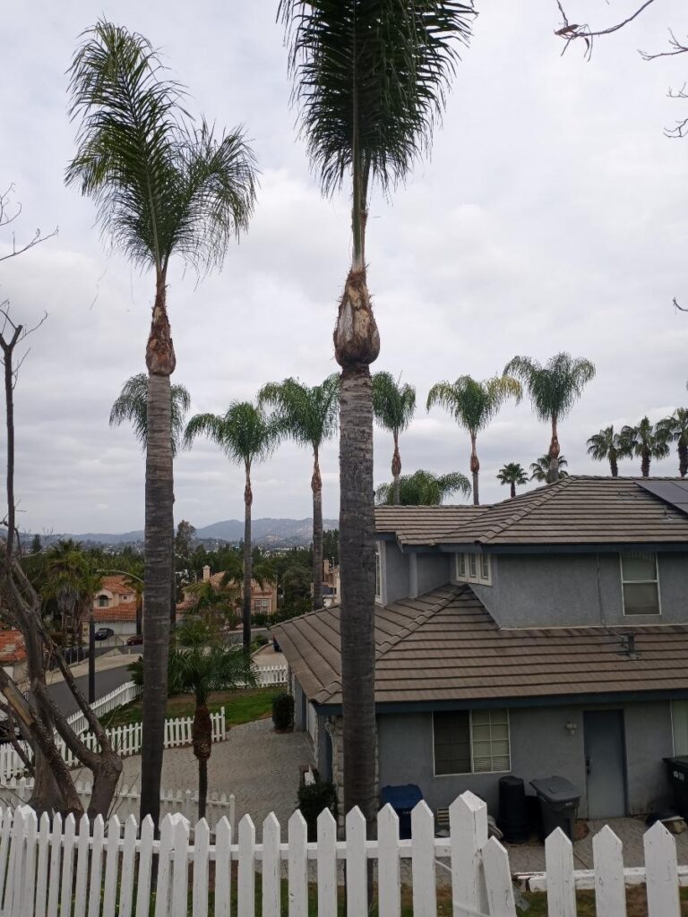 Queen Palms in Escondido trimmed by Andy's Tree Service