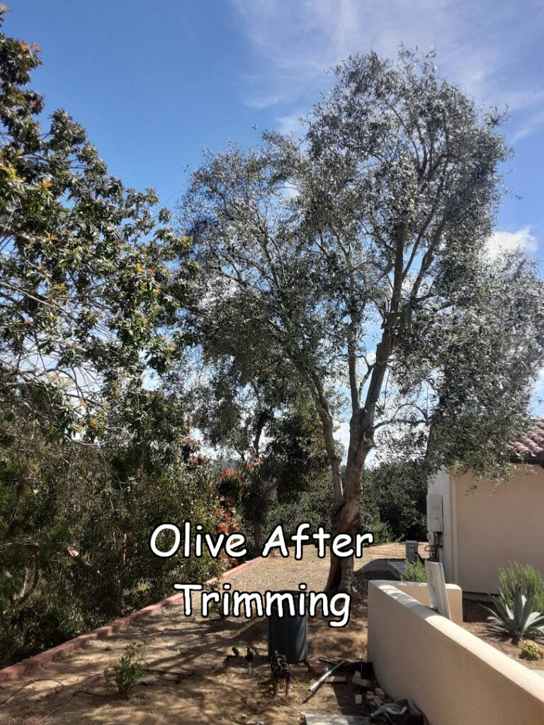 Olive tree after trimming by Andy's Tree Service, in Rancho Santa Fe