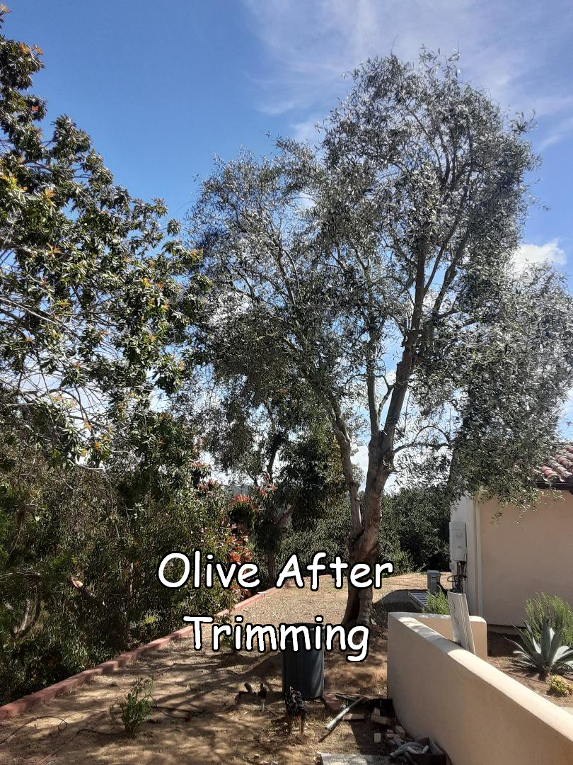 olive after 1 Captioned