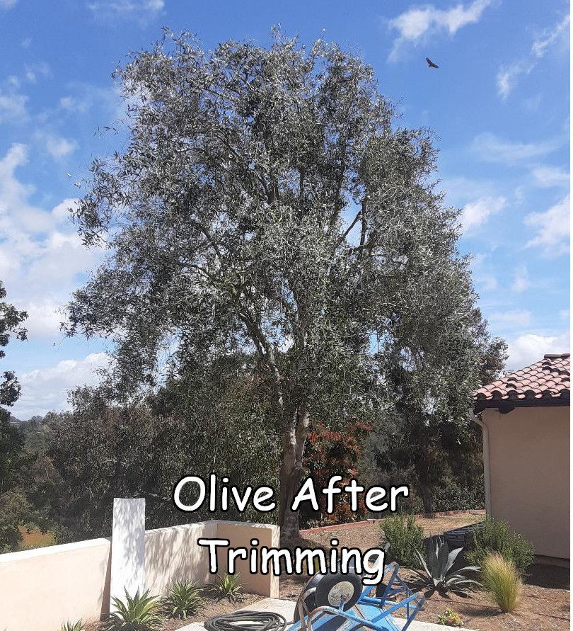 olive after 3captioned