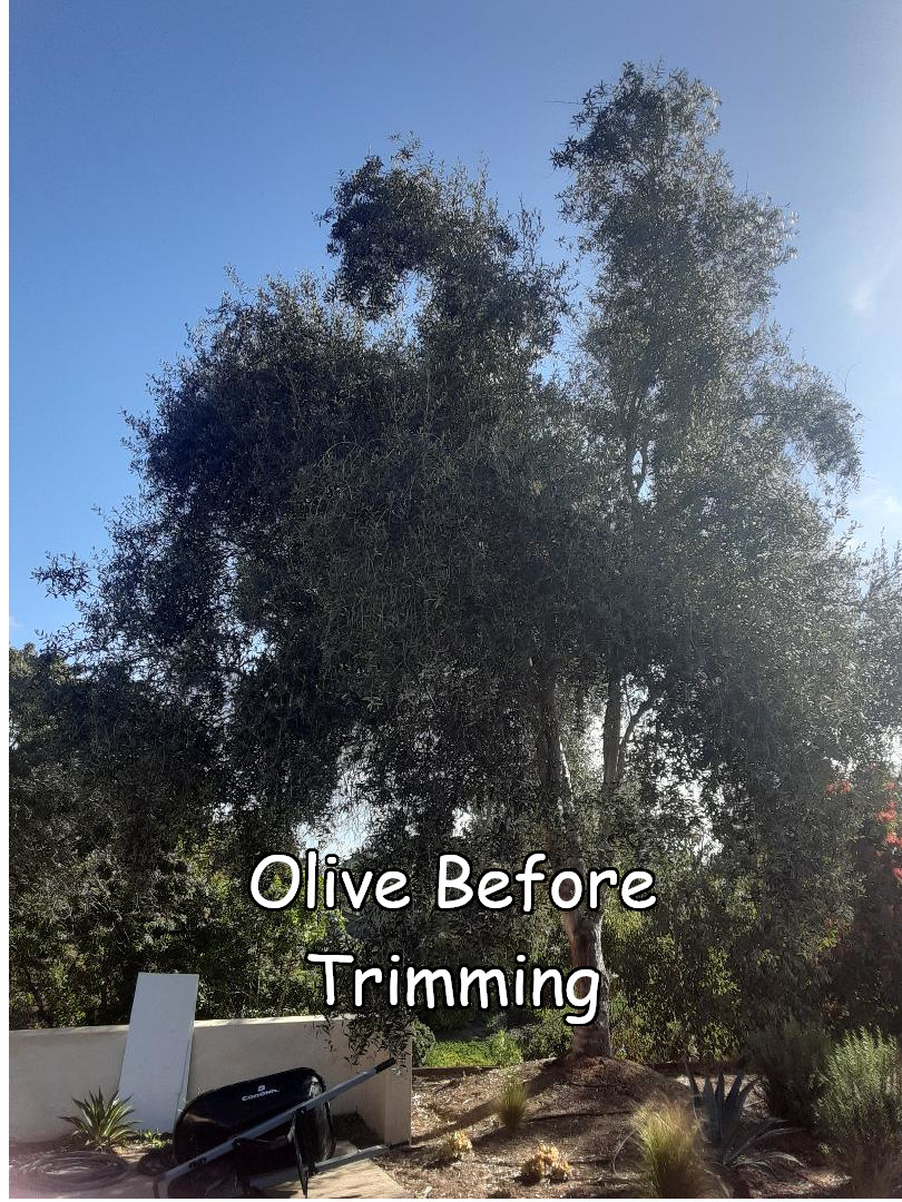 olive before 1 captioned