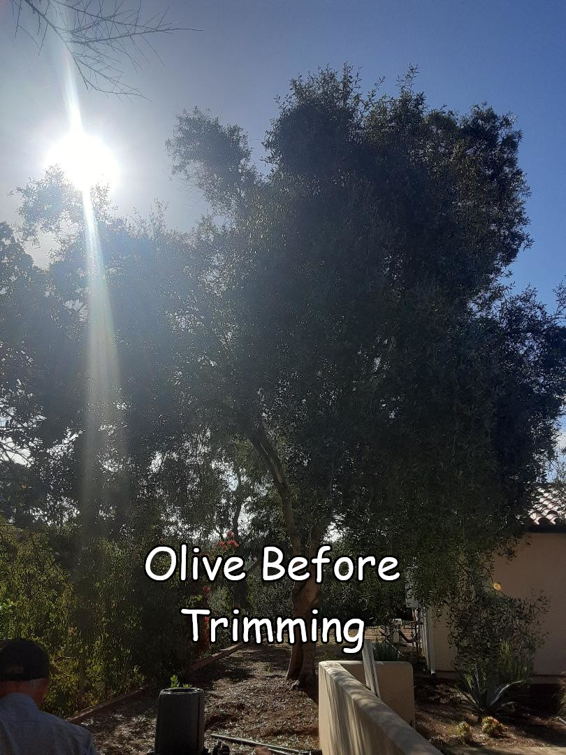 olive before 2 captioned
