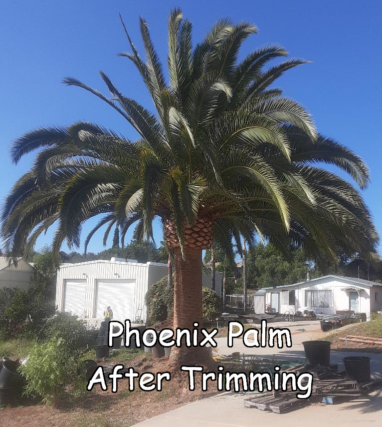 Phoenix Palm after trimming