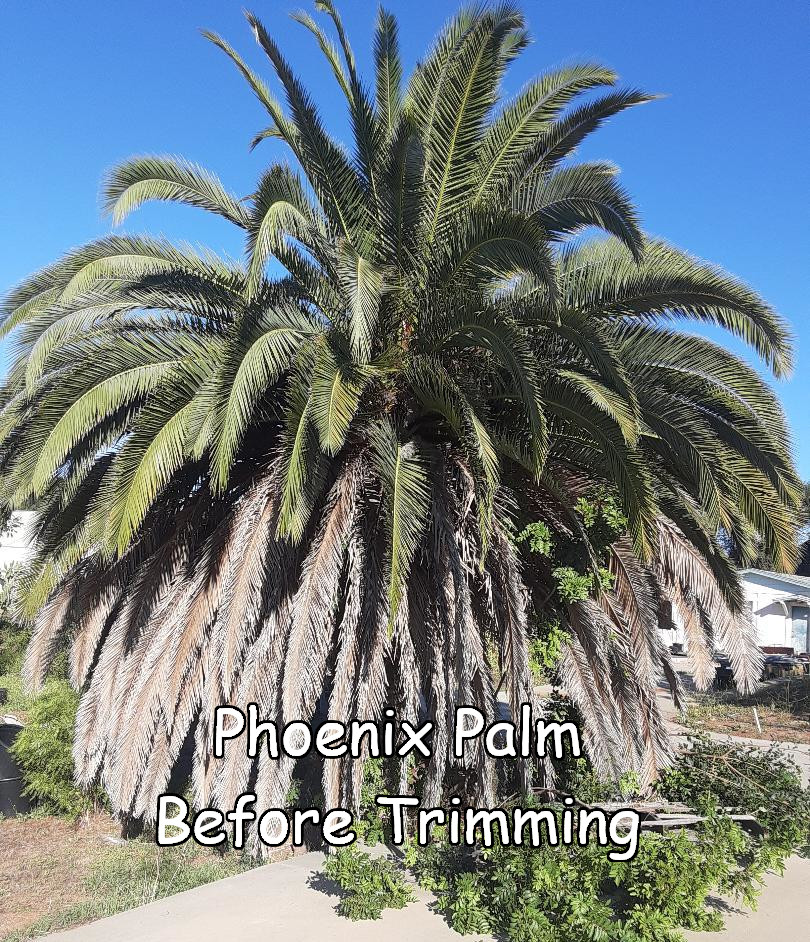 Phoenix Palm before trimming