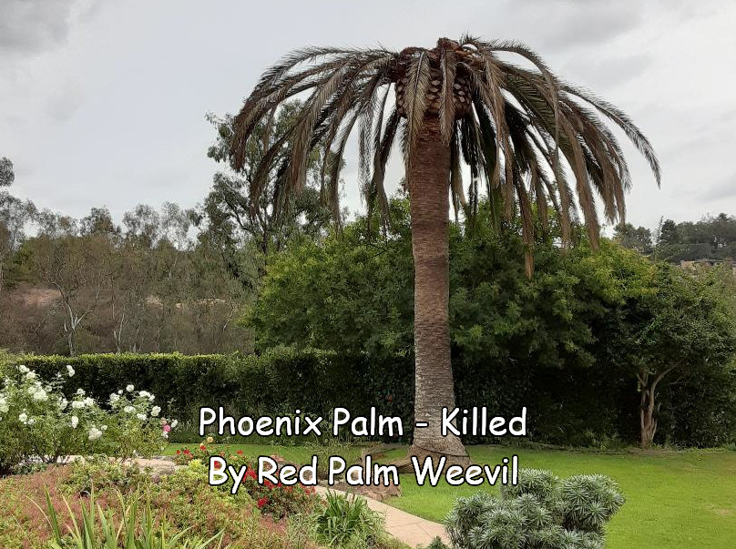 Phoenix Palm - killed by Red Weevil