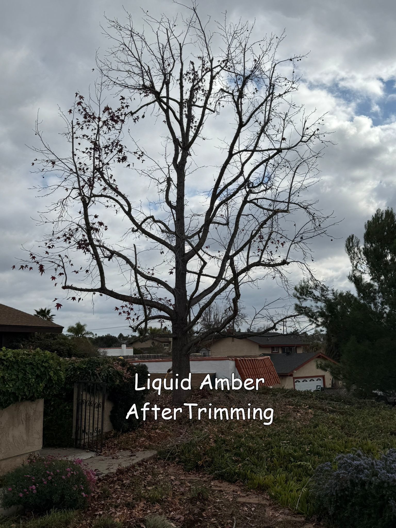 Liquid Amber in Vista CA after trimming by Andy's Tree Service