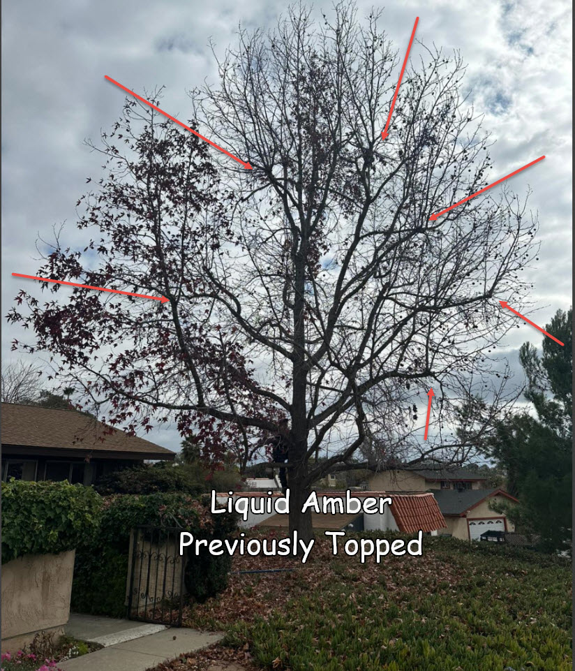 Liquid Amber in Vista CA with topping cuts shown before trimming by Andy's Tree Service