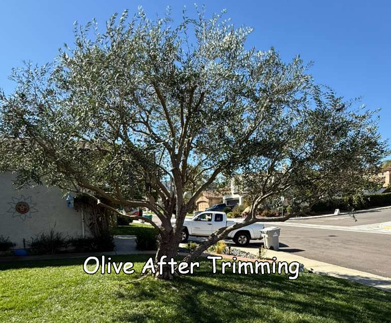 Olive in Rancho Bernardo after trimming by Andy's Tree Service
