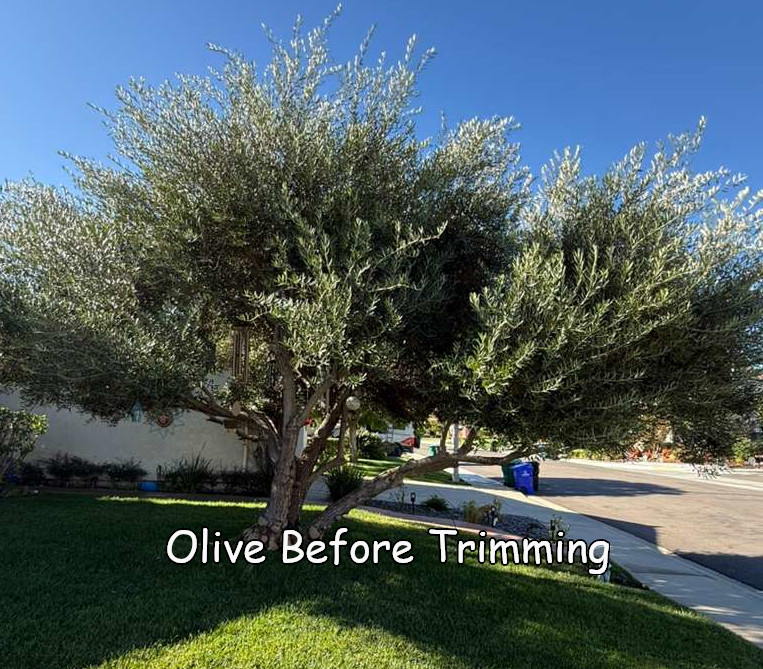 Olive in Rancho Bernardo before trimming by Andy's Tree Service