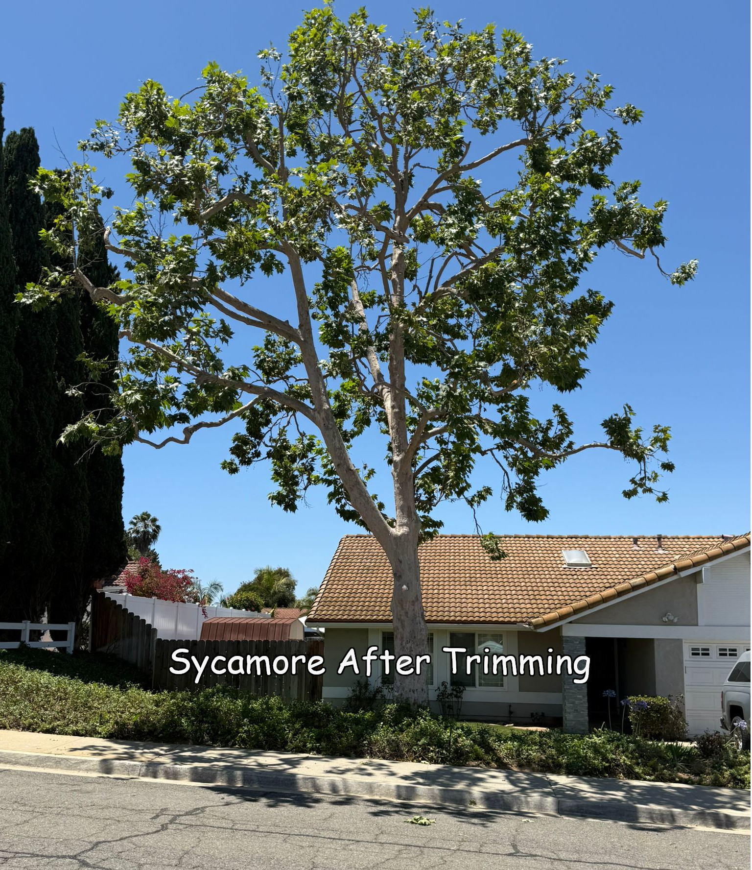 Sycamore in San Marcos after trimming by Andy's Tree Service