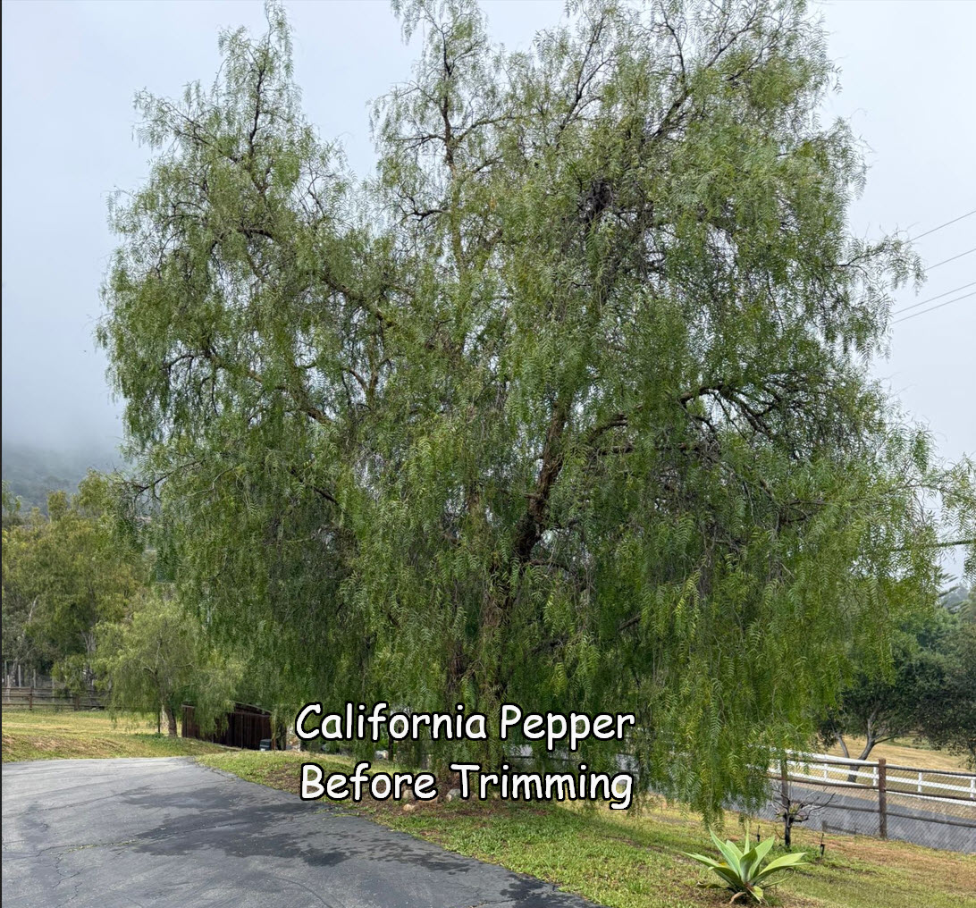 California Pepper Tree before trimming by Andy's Tree Service in Harmony Grove