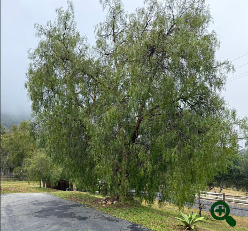 California Pepper Tree before trimming by Andy's Tree Service in Harmony Grove