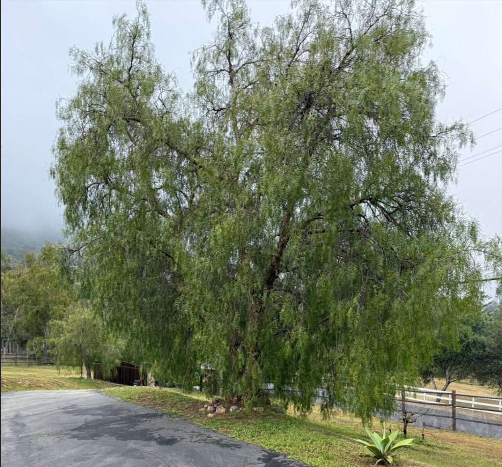 California Pepper Tree before trimming by Andy's Tree Service in Harmony Grove