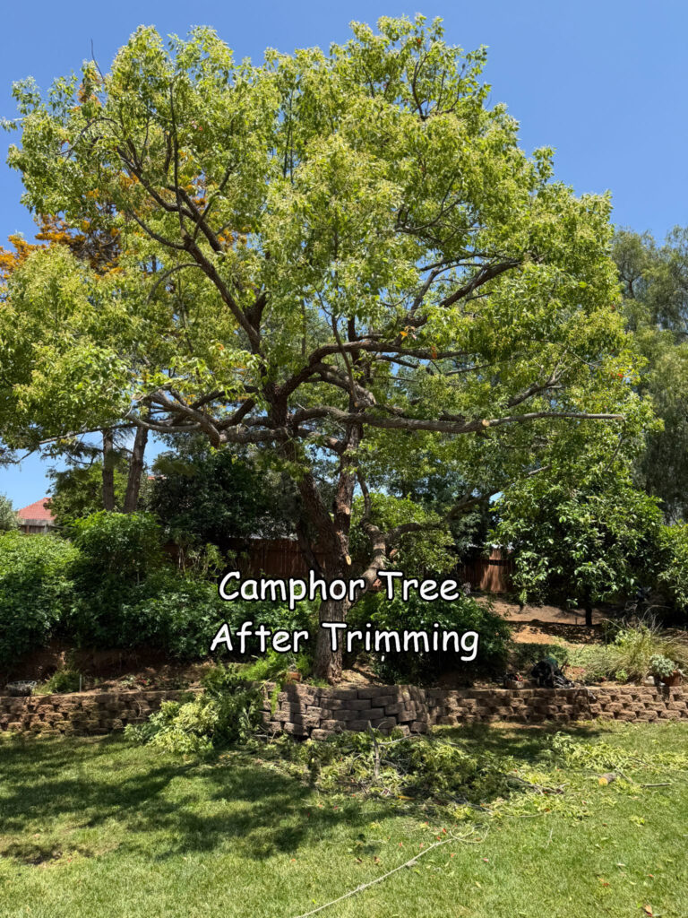 camphor after captioned