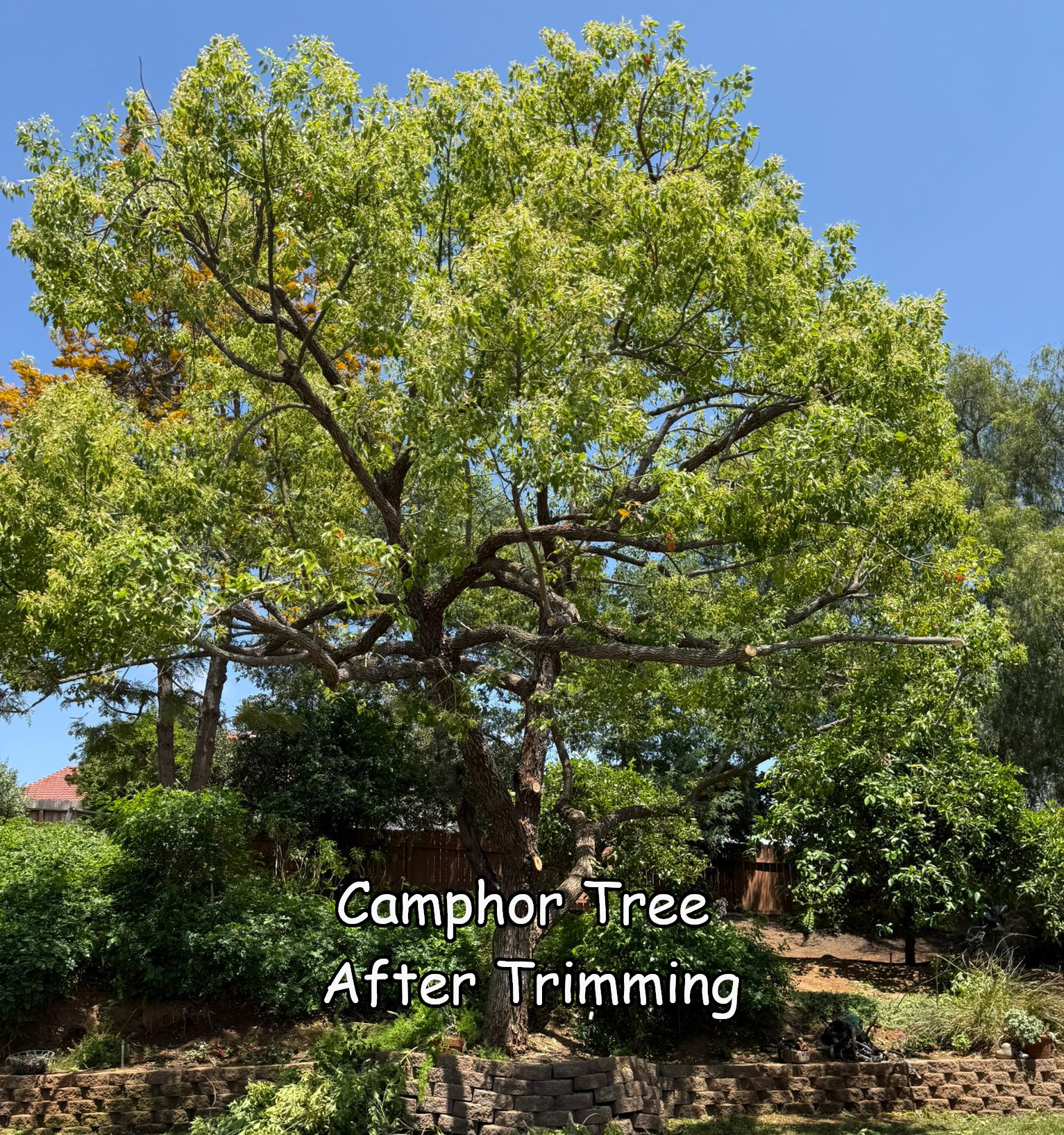 Camphor in Escondido after trimming by Andy's Tree Service