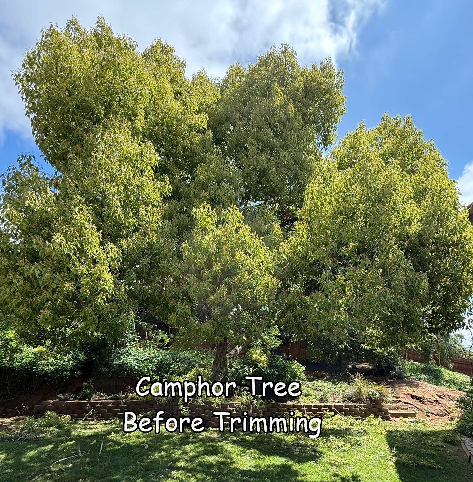 Camphor in Escondido before trimming by Andy's Tree Service