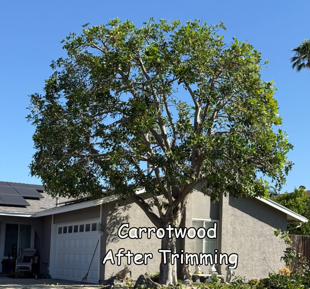 Carrotwood tree after trimming by Andy's Tree Service in Escondido CA