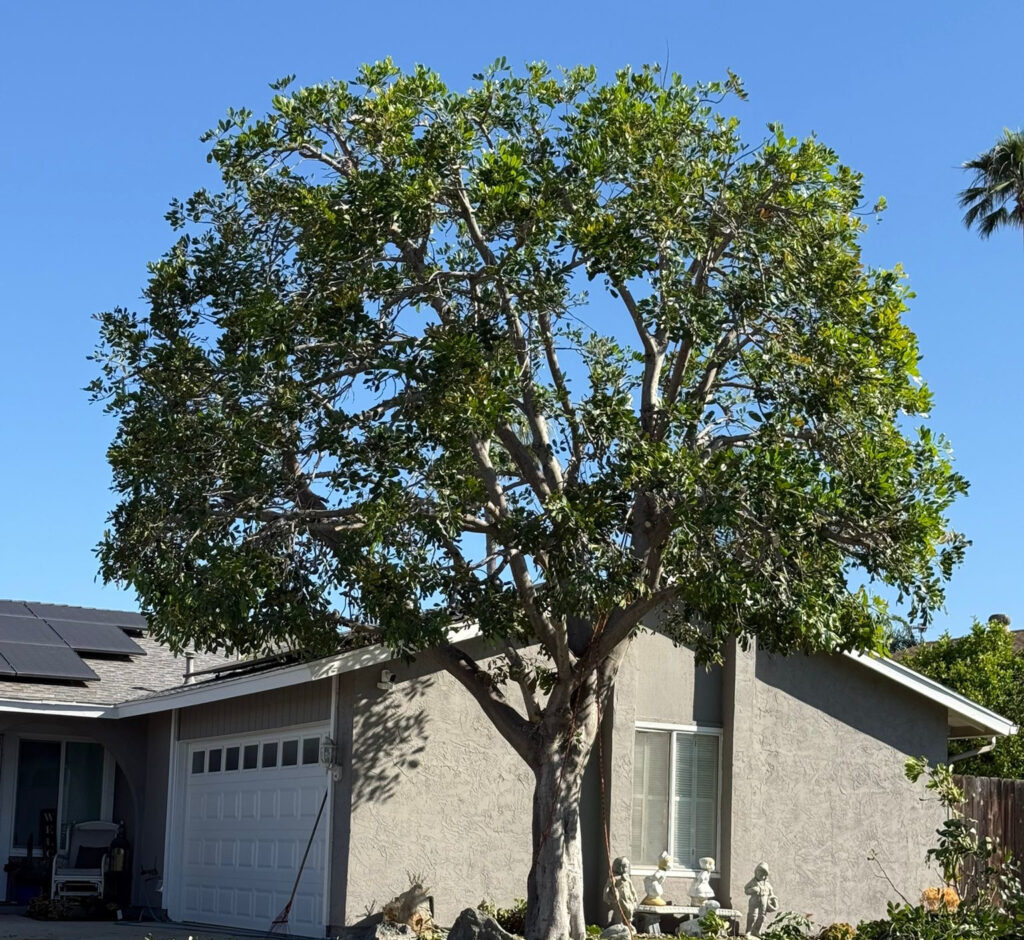 Carrotwood after trimming by Andy's Tree Service in Escondido CA