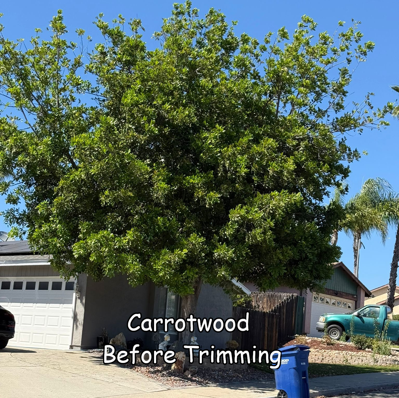 Ornamental Pear before trimming by Andy's Tree Service in Escondido CA