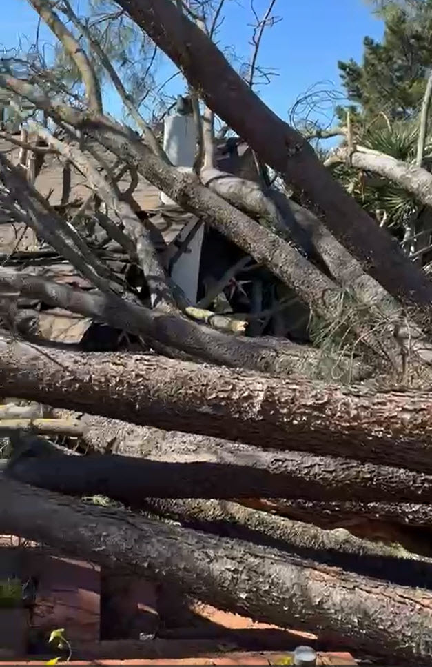 Torrey Pine fallen on house, before clean up by Andy's Tree Service