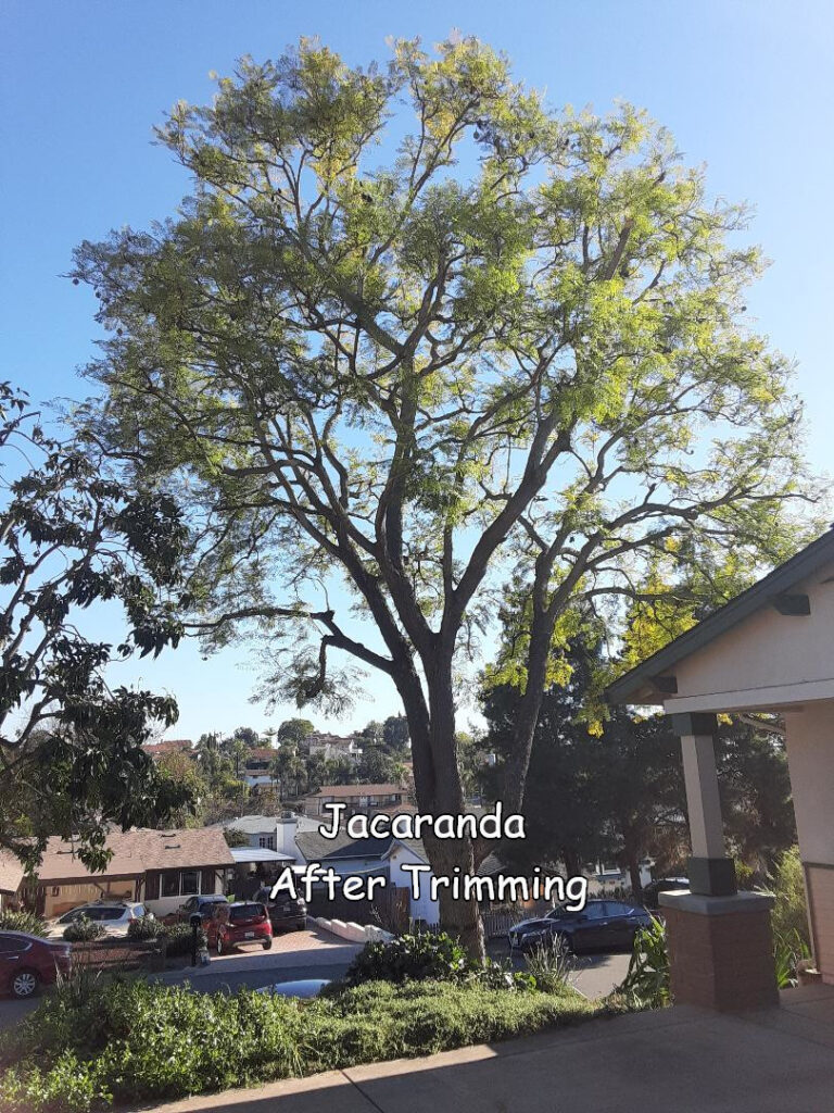 jacaranda driveway after 3 captioned 42px