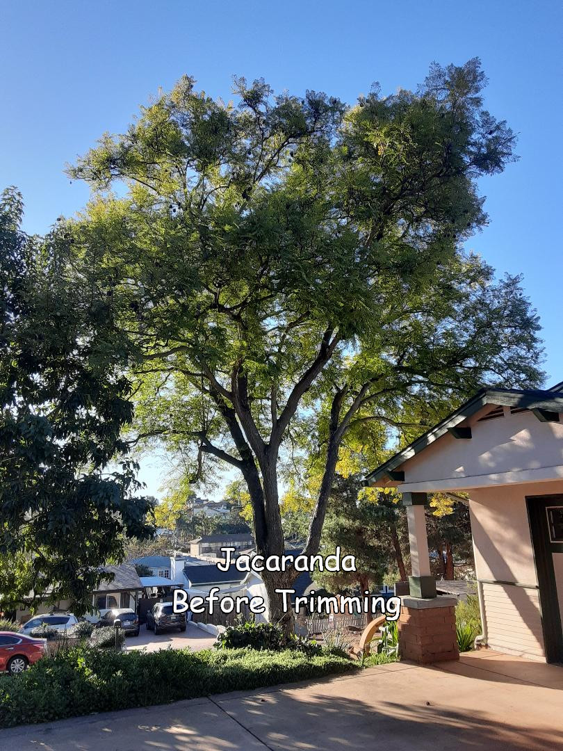 Jacaranda Tree in Escondido before trimming by Andy's Tree Service