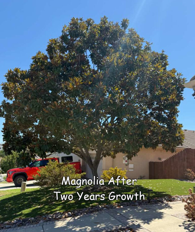 Magnolia 2 years after trimming by Andy's Tree Service in Escondido