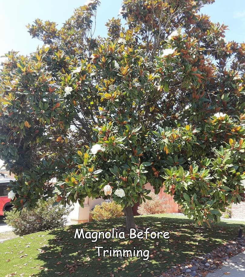Magnolia in Escondido before trimming by Andy's Tree Service