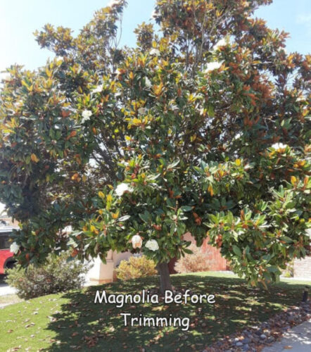 magnolia before trimming 42px